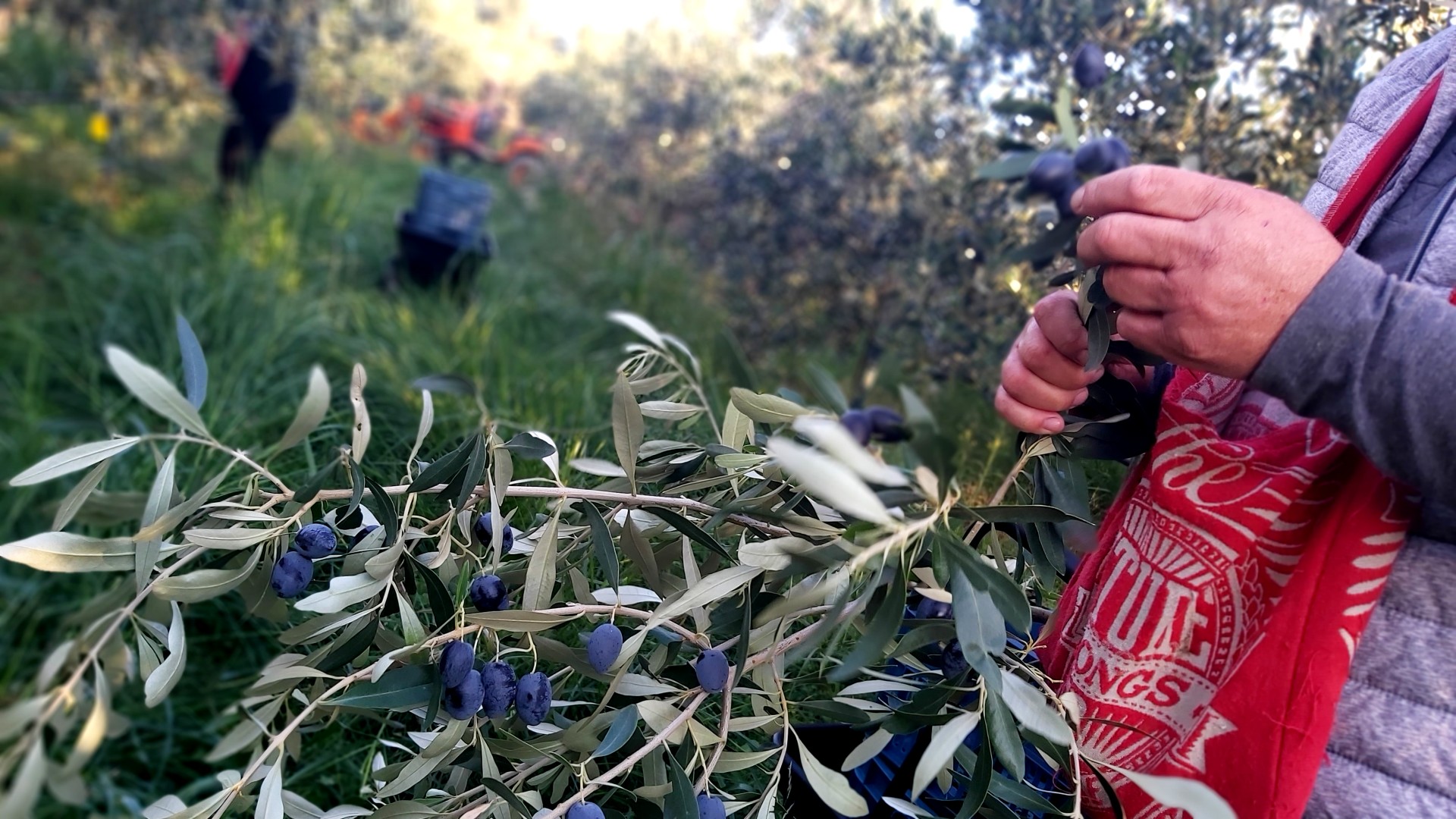 Olive picking by the family (1)