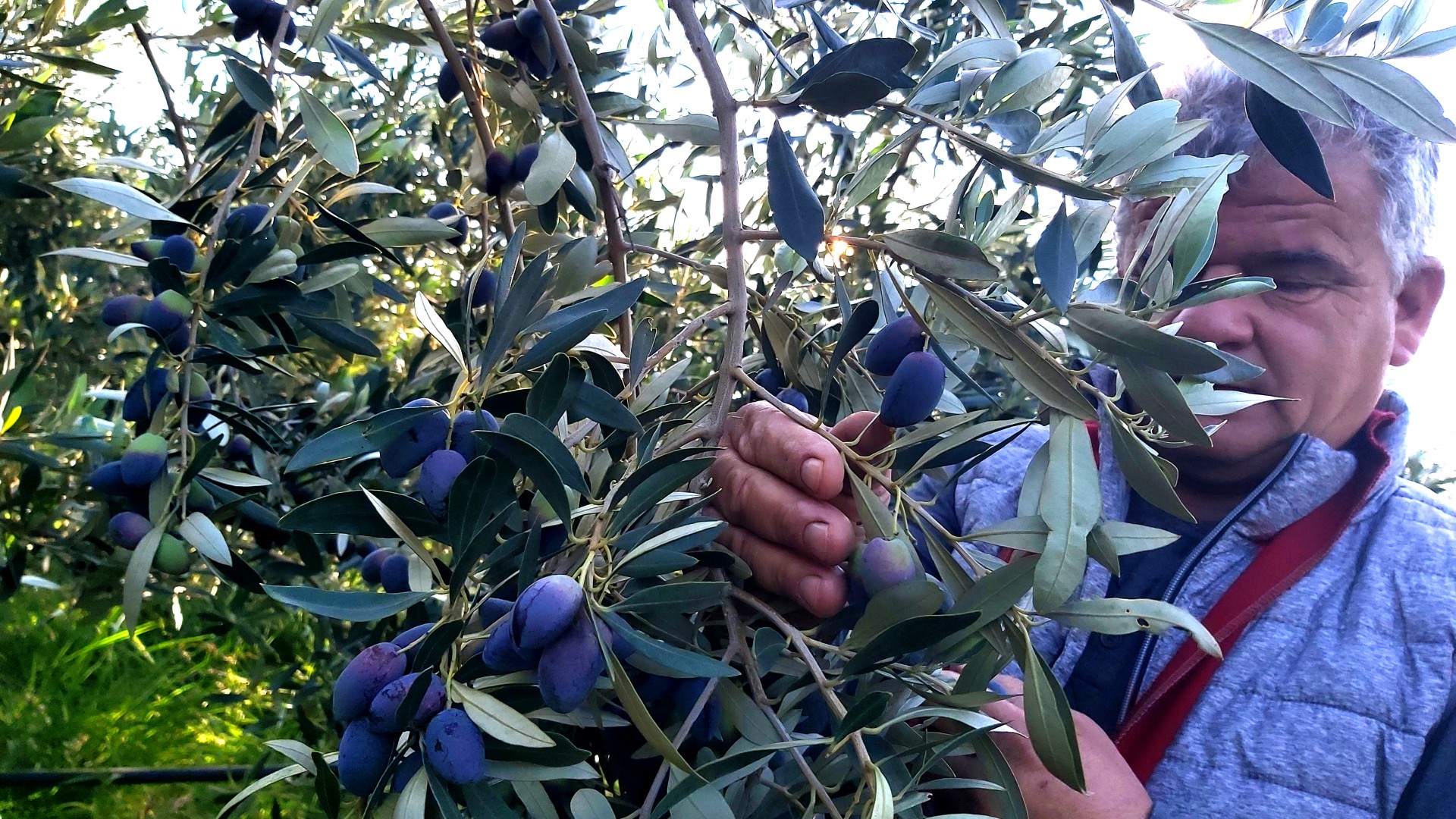 Olive picking by the family (2)