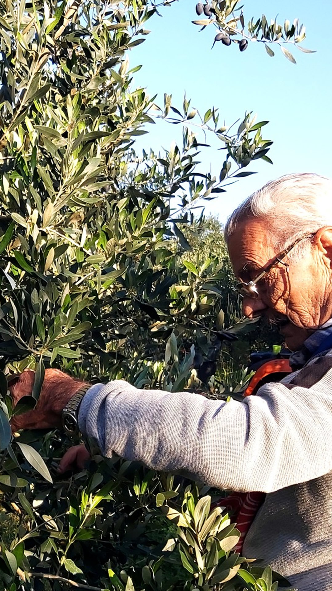 Olive picking by the family (3)