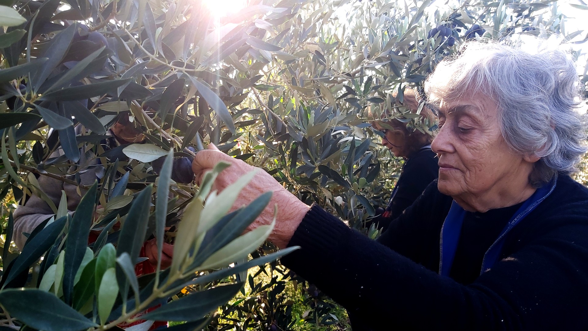 Olive picking by the family (4)