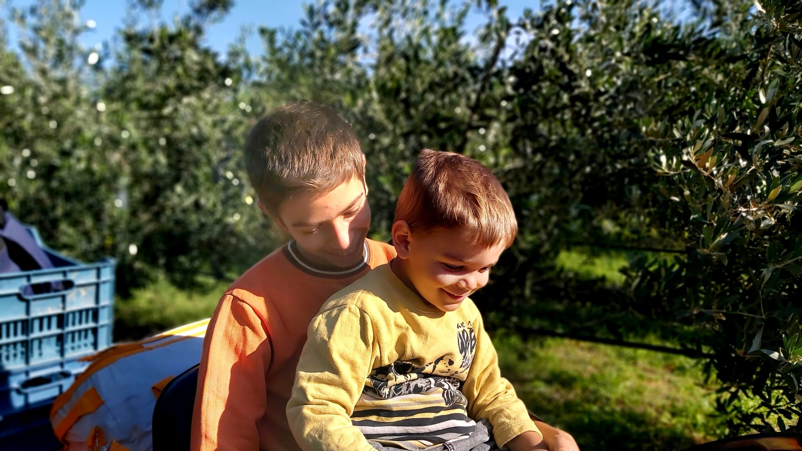 Olive picking by the family (5)