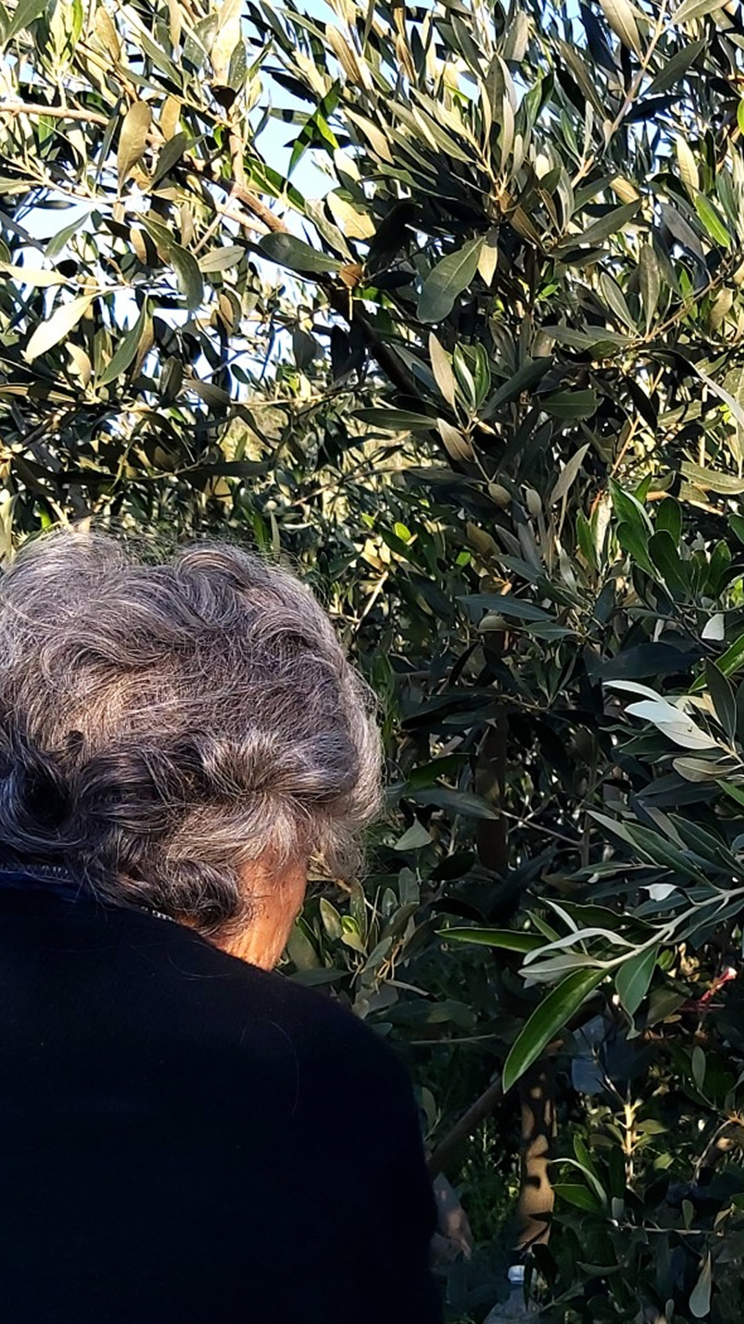 Olive picking by the family (6)